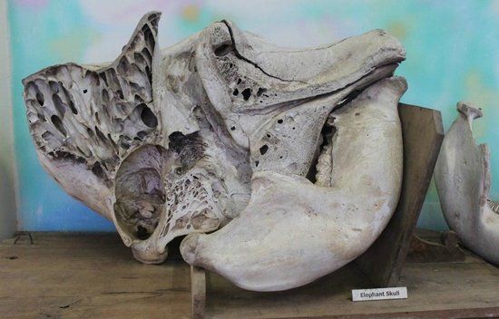 Regional Museum of Natural History